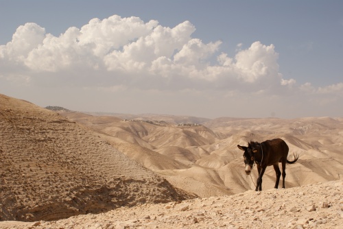 A donkey in the Judean Desert